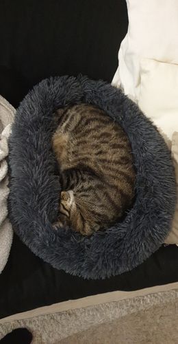 Customer photo review of Lit Apaisant Comfy® |  Pour Chien et Chat