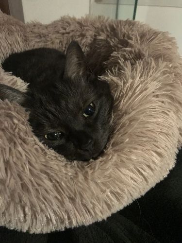 Customer photo review of Lit Apaisant Comfy® |  Pour Chien et Chat