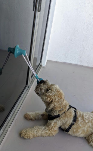 Customer photo review of 3 Pack Of Suction Cup Dog Tug Toys