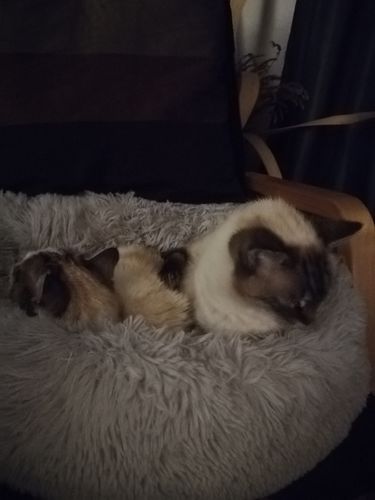 Customer photo review of Lit Apaisant Comfy® |  Pour Chien et Chat