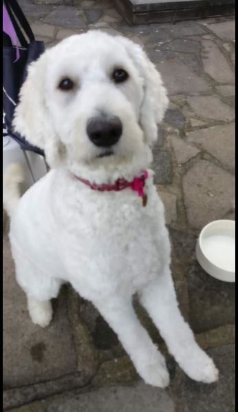Customer photo review of Petdentist- Dog Vitamins and Supplements Complete Health with CoQ10. Best for Pet Dental Care, Cats and Dog joints, muscles, Mobility, Itchy Skin, Immunity, Heart health and Shiny Coat. Powder Formula – 150g