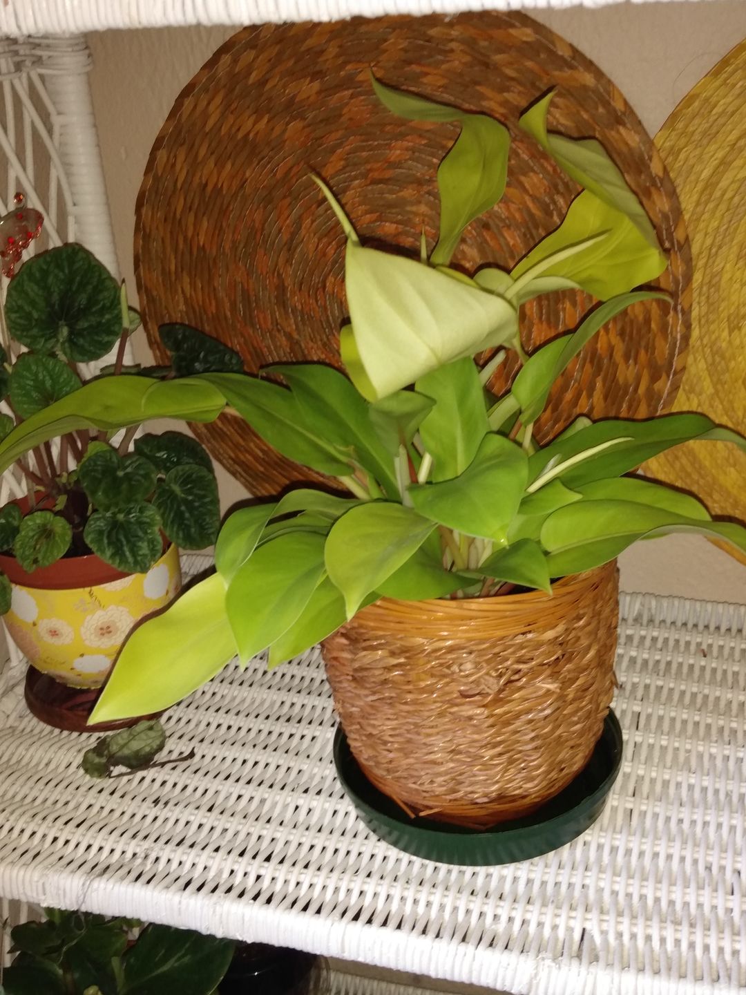 Customer photo review of 4" Philodendron Lemon Lime Upright Vining