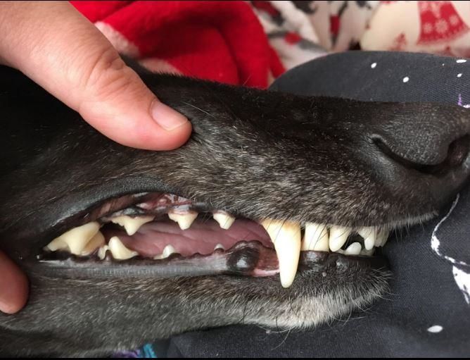 Customer photo review of Petdentist Bamboo Charcoal Toothbrush Extra Soft Bristles Dental Care for Large Dogs and Cats