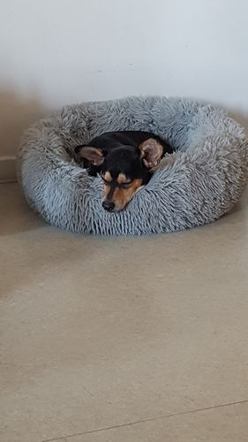 Customer photo review of Lit Apaisant Comfy® |  Pour Chien et Chat