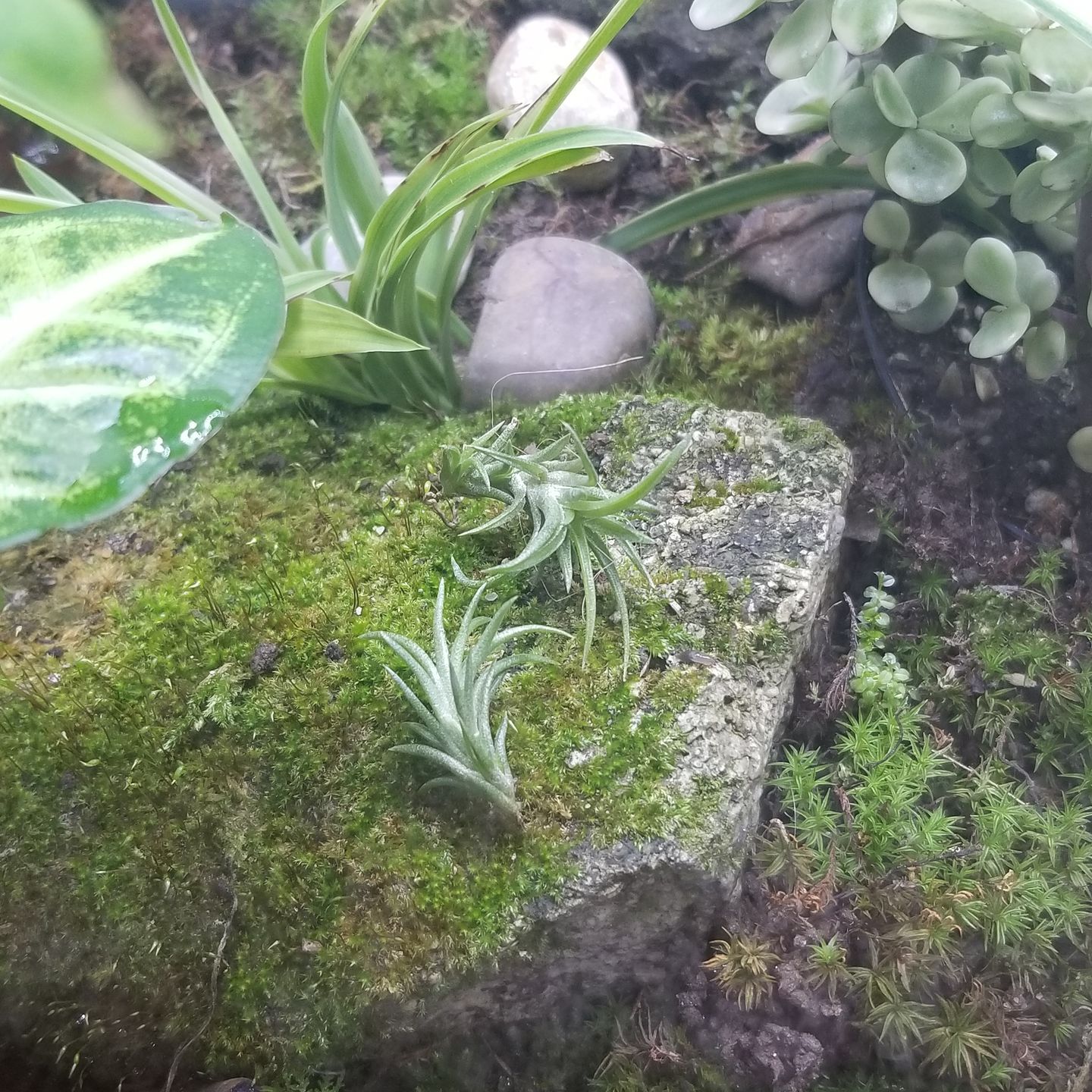 Customer photo review of Ionantha Guatemala