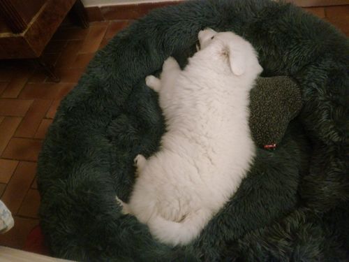 Customer photo review of Lit Apaisant Comfy® |  Pour Chien et Chat