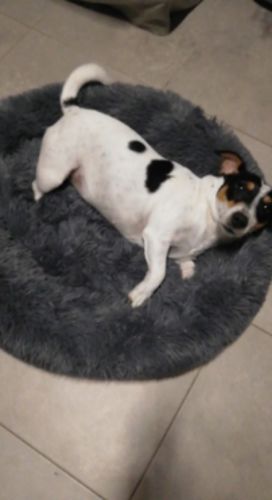 Customer photo review of Comfortable High Quality Pet Bed