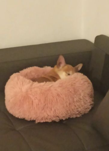 Customer photo review of Comfortable High Quality Pet Bed