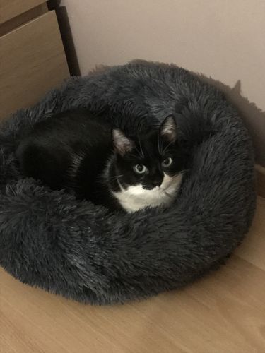 Customer photo review of Lit Apaisant Comfy® |  Pour Chien et Chat