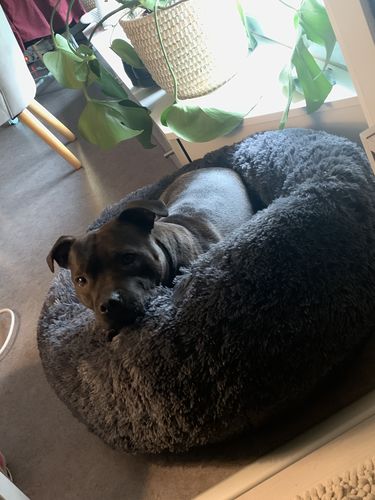 Customer photo review of Lit Apaisant Comfy® |  Pour Chien et Chat