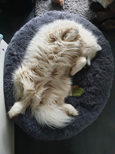 Customer photo review of Lit Apaisant Comfy® |  Pour Chien et Chat