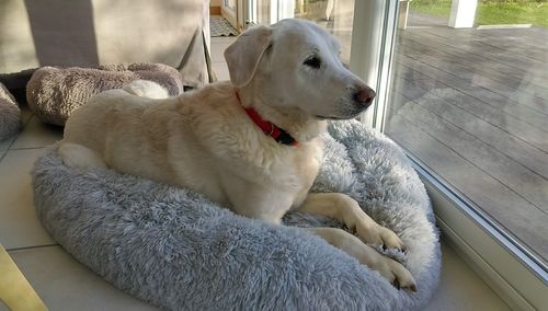 Customer photo review of Lit Apaisant Comfy® |  Pour Chien et Chat