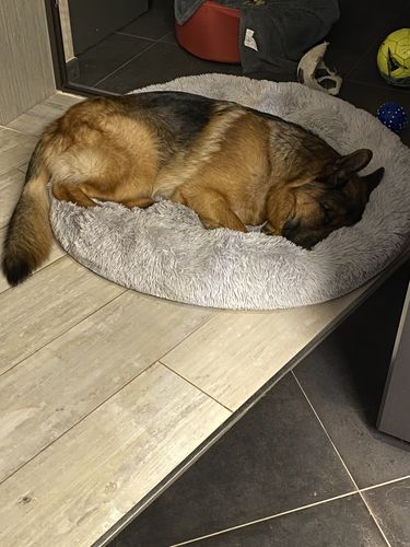 Customer photo review of Lit Apaisant Comfy® |  Pour Chien et Chat