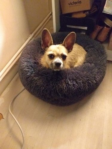 Customer photo review of Lit Apaisant Comfy® |  Pour Chien et Chat