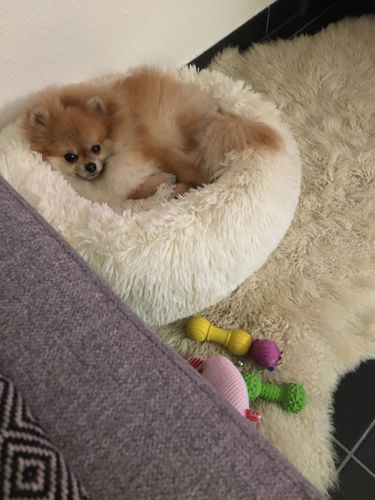 Customer photo review of Lit Apaisant Comfy® |  Pour Chien et Chat
