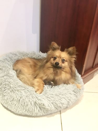 Customer photo review of Lit Apaisant Comfy® |  Pour Chien et Chat