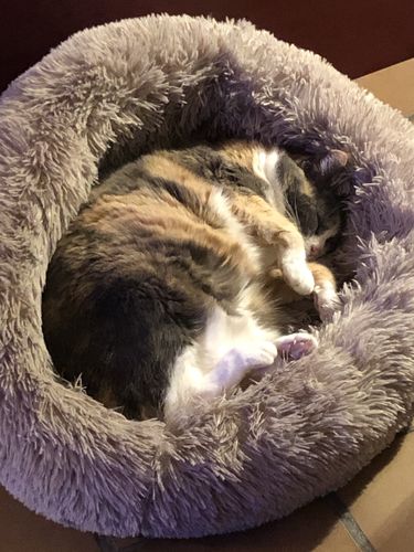 Customer photo review of Lit Apaisant Comfy® |  Pour Chien et Chat