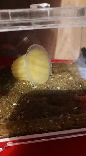 Customer photo review of Protein Jelly 16g (Random Flavour)