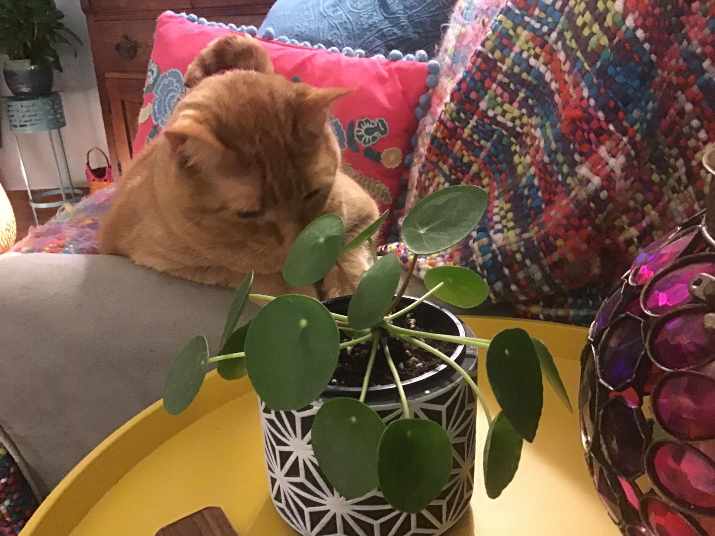 Customer photo review of 4" Pilea Peperomioides