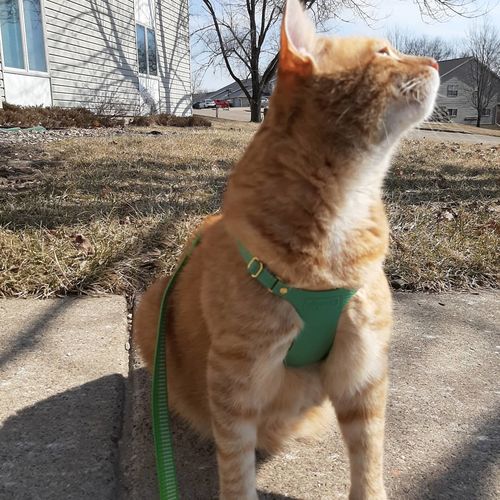 leather cat harness