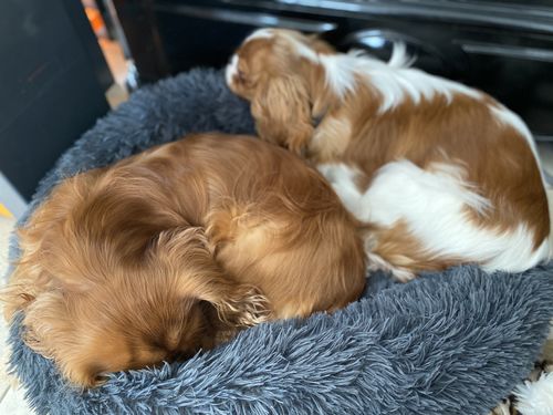 Customer photo review of Lit Apaisant Comfy® |  Pour Chien et Chat