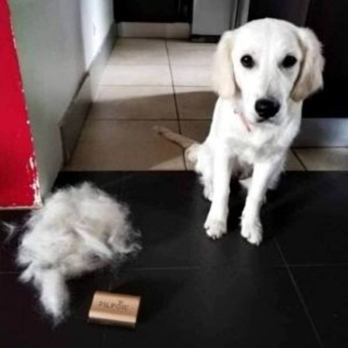 Customer photo review of Brosse Anti-Poils Chien, Chat, Cheval, Lapin | Original | Pilpoil®