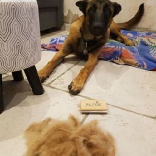 Customer photo review of Brosse Anti-Poils Chien, Chat, Cheval, Lapin | Original | Pilpoil®