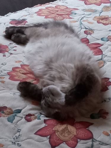 Customer photo review of Litter