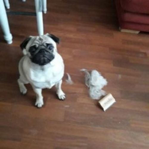 Customer photo review of Brosse Anti-Poils Chien, Chat, Cheval, Lapin | Original | Pilpoil®