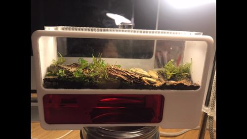 Customer photo review of AntKit AntHome Test Tube Formicarium