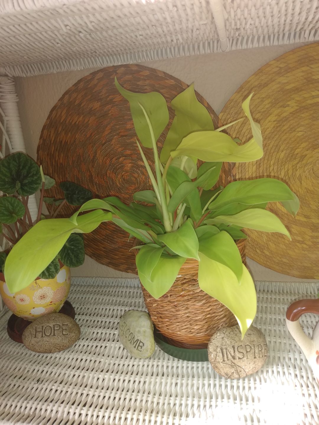 Customer photo review of 4" Philodendron Lemon Lime Upright Vining