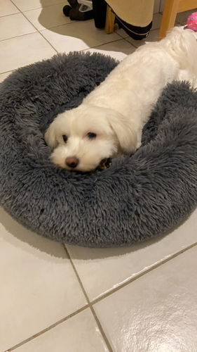 Customer photo review of Lit Apaisant Comfy® |  Pour Chien et Chat