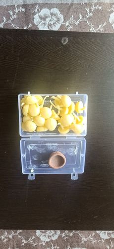 Customer photo review of Cow Ghee Lamps (30 Numbers) - Pure & Original Ghee (No Wax)