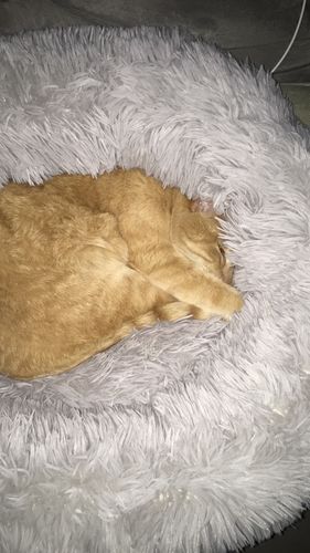 Customer photo review of Lit Apaisant Comfy® |  Pour Chien et Chat