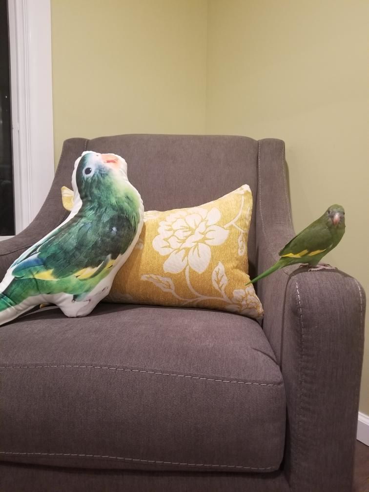 Customer photo review of Individuelles Vogelkissen