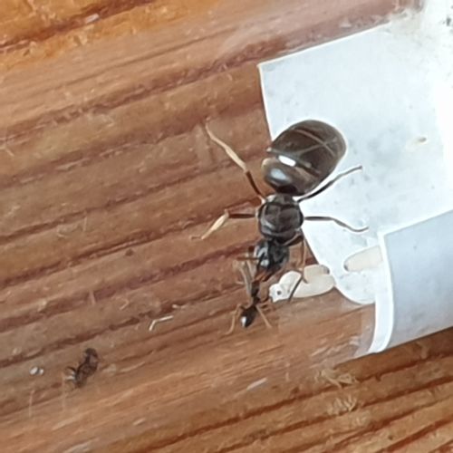 Customer photo review of FREE Black Garden Ant Mated Queen