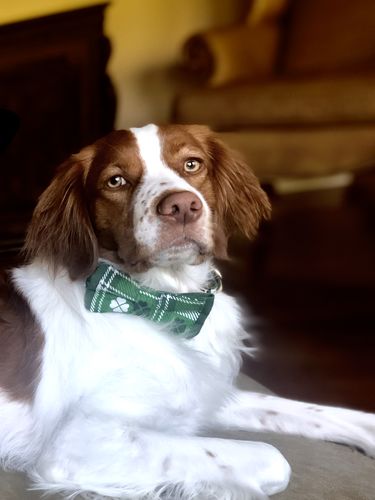 Customer photo review of Shamrock on plaid - St Patrick dog collar bow tie