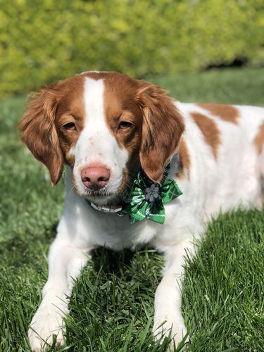 Customer photo review of Shamrock on plaid- St Patrick dog collar Flower
