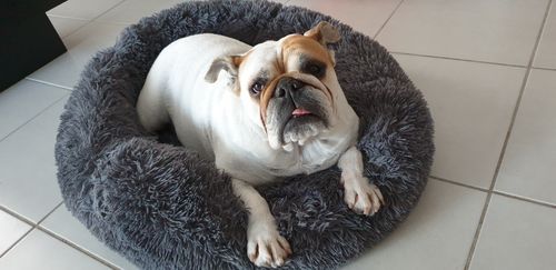 Customer photo review of Lit Apaisant Comfy® |  Pour Chien et Chat