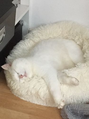Customer photo review of Lit Apaisant Comfy® |  Pour Chien et Chat