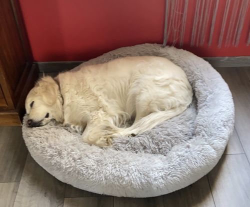 Customer photo review of Lit Apaisant Comfy® |  Pour Chien et Chat