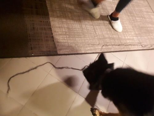 Customer photo review of BeaBos™ Broom (2020 Upgraded)