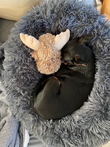 Customer photo review of Lit Apaisant Comfy® |  Pour Chien et Chat