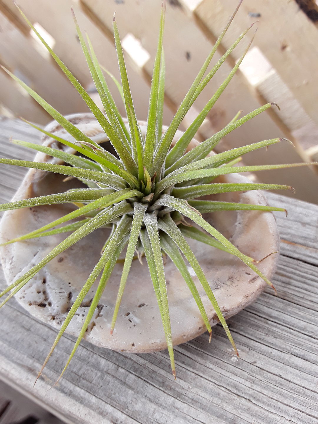 Customer photo review of *6 Pack* Premium Air Plants Mix  *Cannot Be Shipped Internationally*