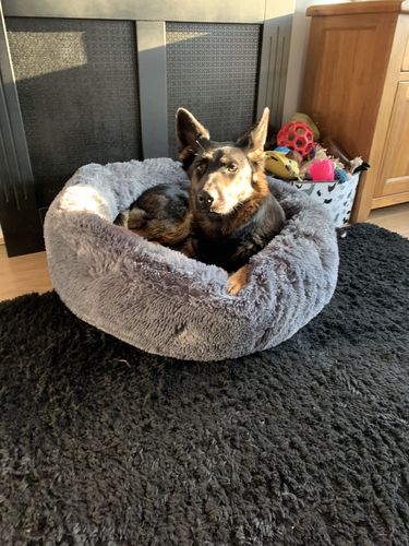 Customer photo review of Pet Calming Bed