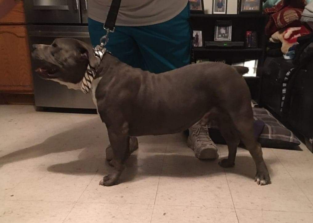 Customer photo review of THE GOLIATH
