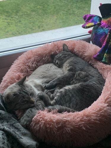 Customer photo review of Lit Apaisant Comfy® |  Pour Chien et Chat