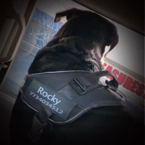 Customer photo review of Lifetime Warranty Personalized NO PULL Dog Harness (FREE Shipping)