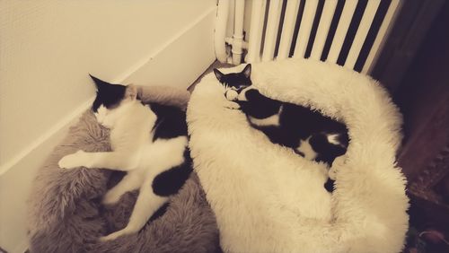 Customer photo review of Lit Apaisant Comfy® |  Pour Chien et Chat