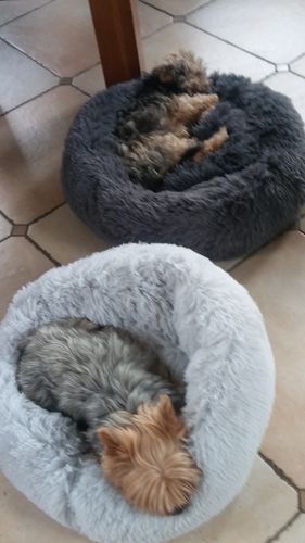 Customer photo review of Lit Apaisant Comfy® |  Pour Chien et Chat